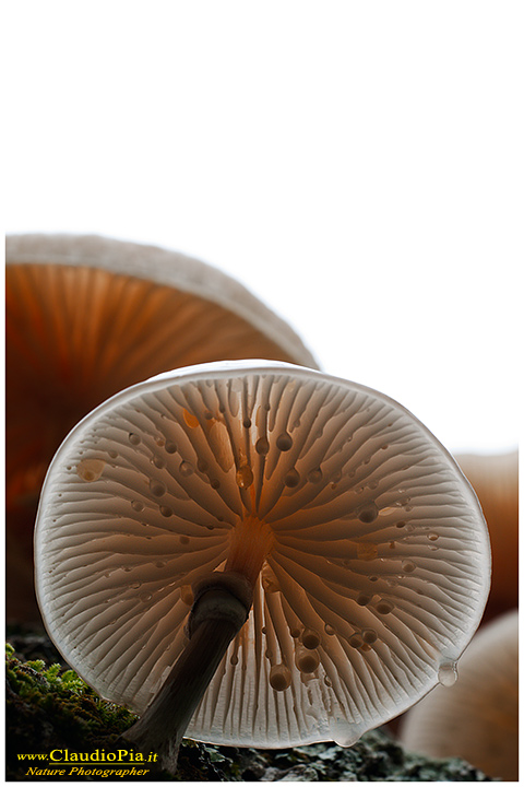 Funghi, mushroom, fungi, fungus, val d'Aveto, Nature photography, macrofotografia, fotografia naturalistica, close-up, mushrooms,  Oudemansiella mucida